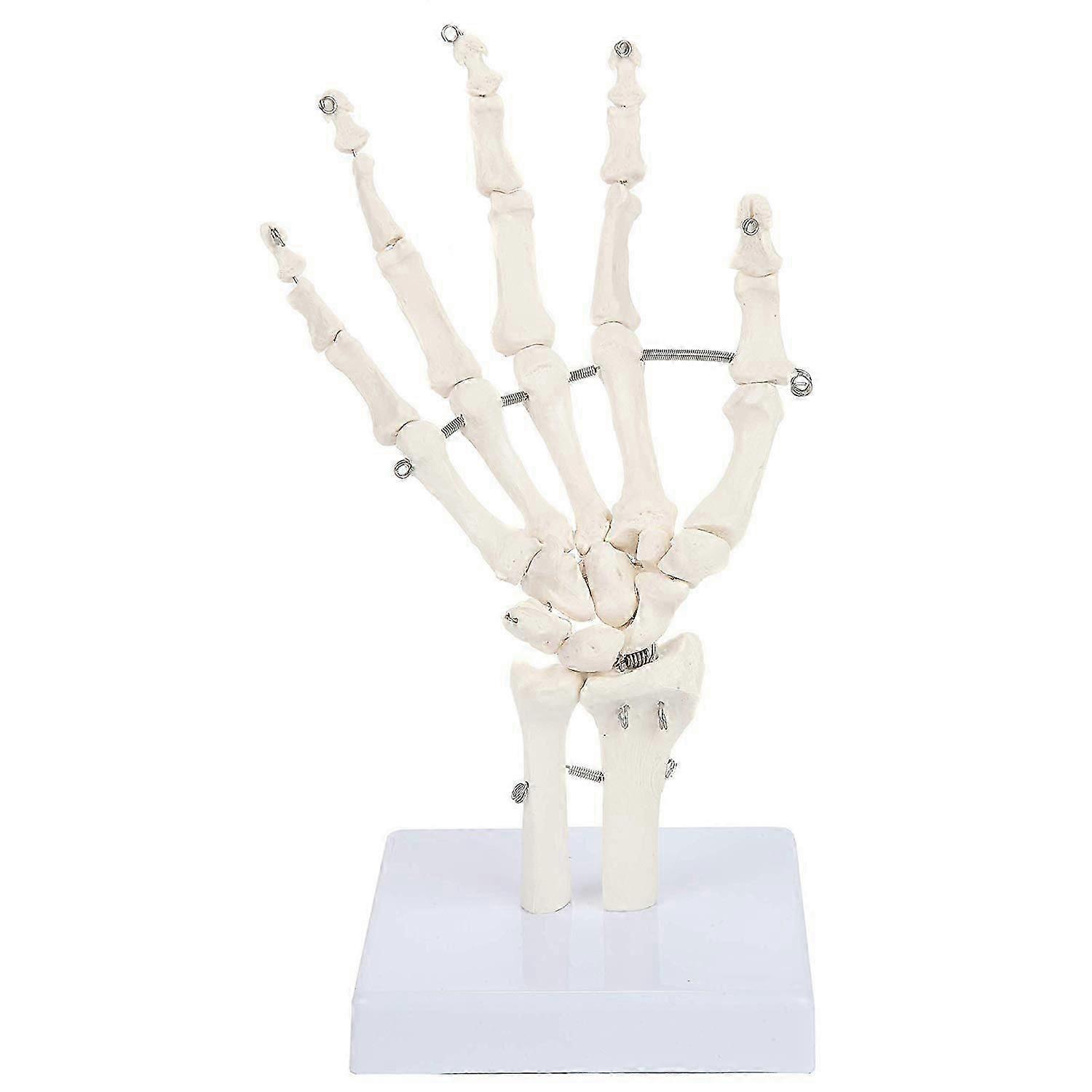Human Hand Joint Model Anatomical Skeleton Model Human Anatomy Study Tool