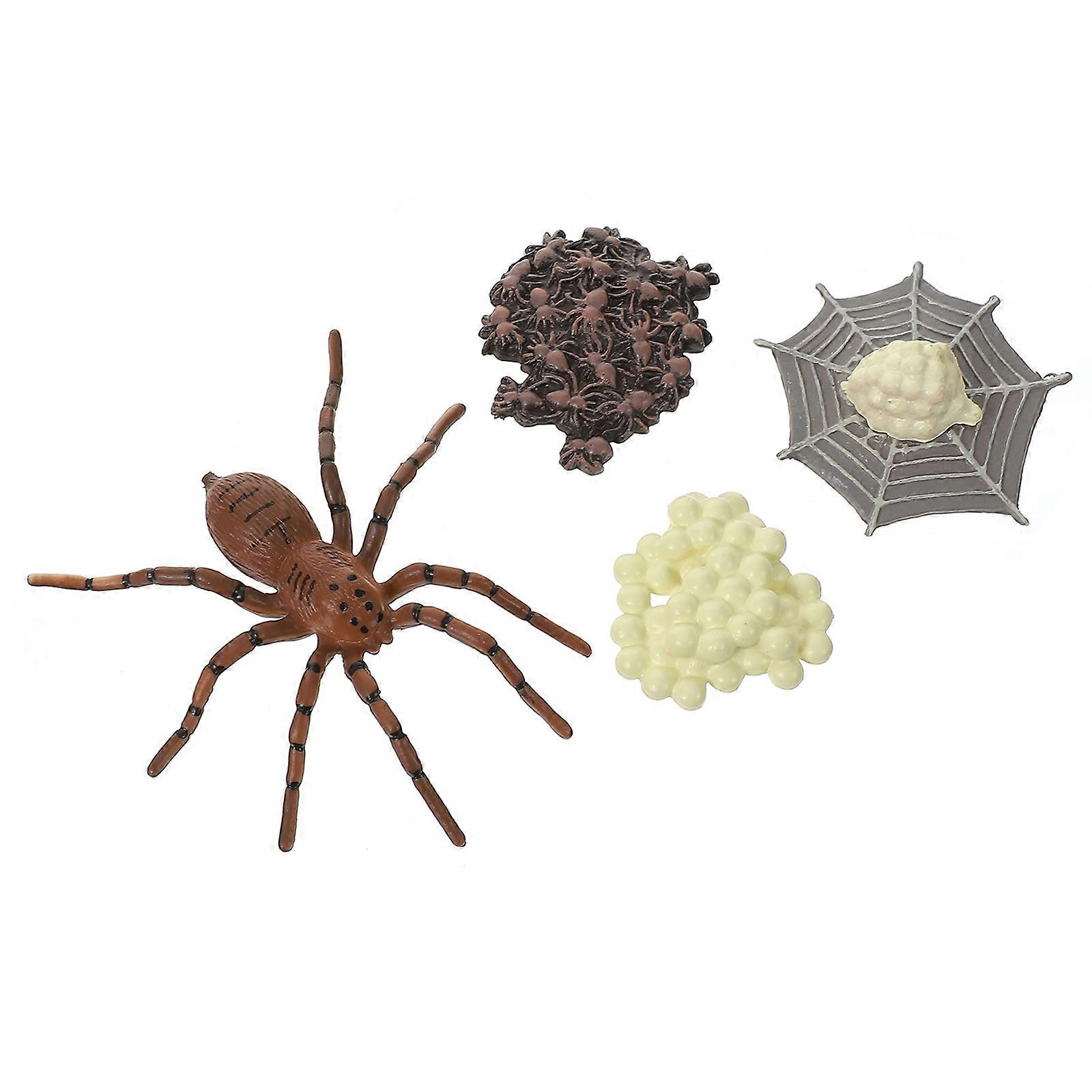 Educational Spider Life Cycle Model Toy For Early Education Children Lifelike Animal Shapes 1 Set