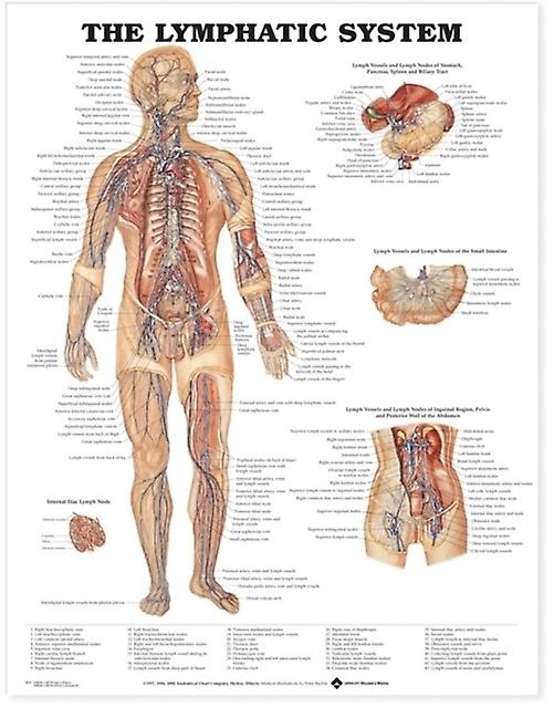 The Lymphatic System Anatomical Chart Wallchart Book