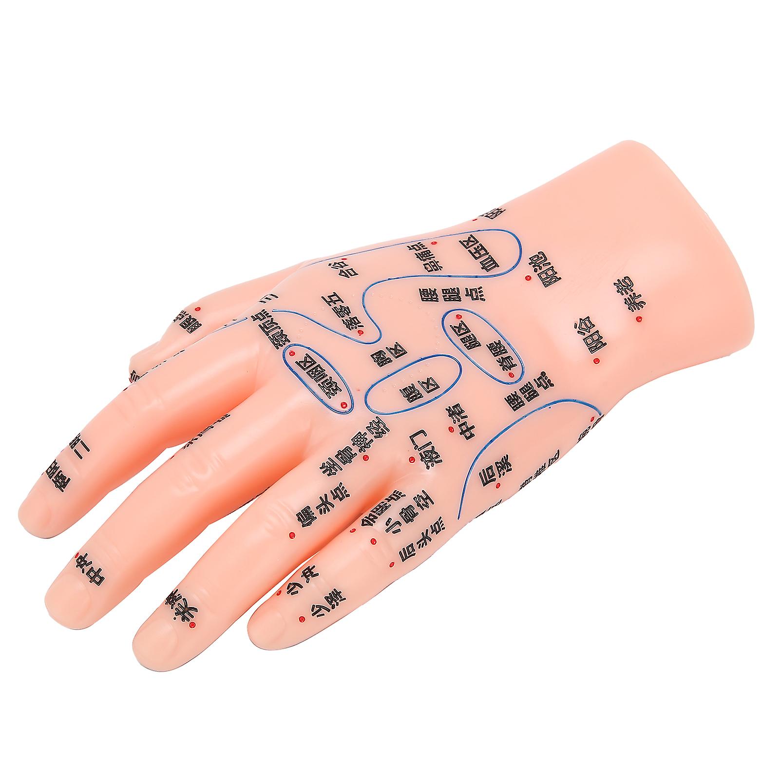 Left Hand Acupuncture Point Model Hand Acupoint Massage Reflection Area Teaching Model