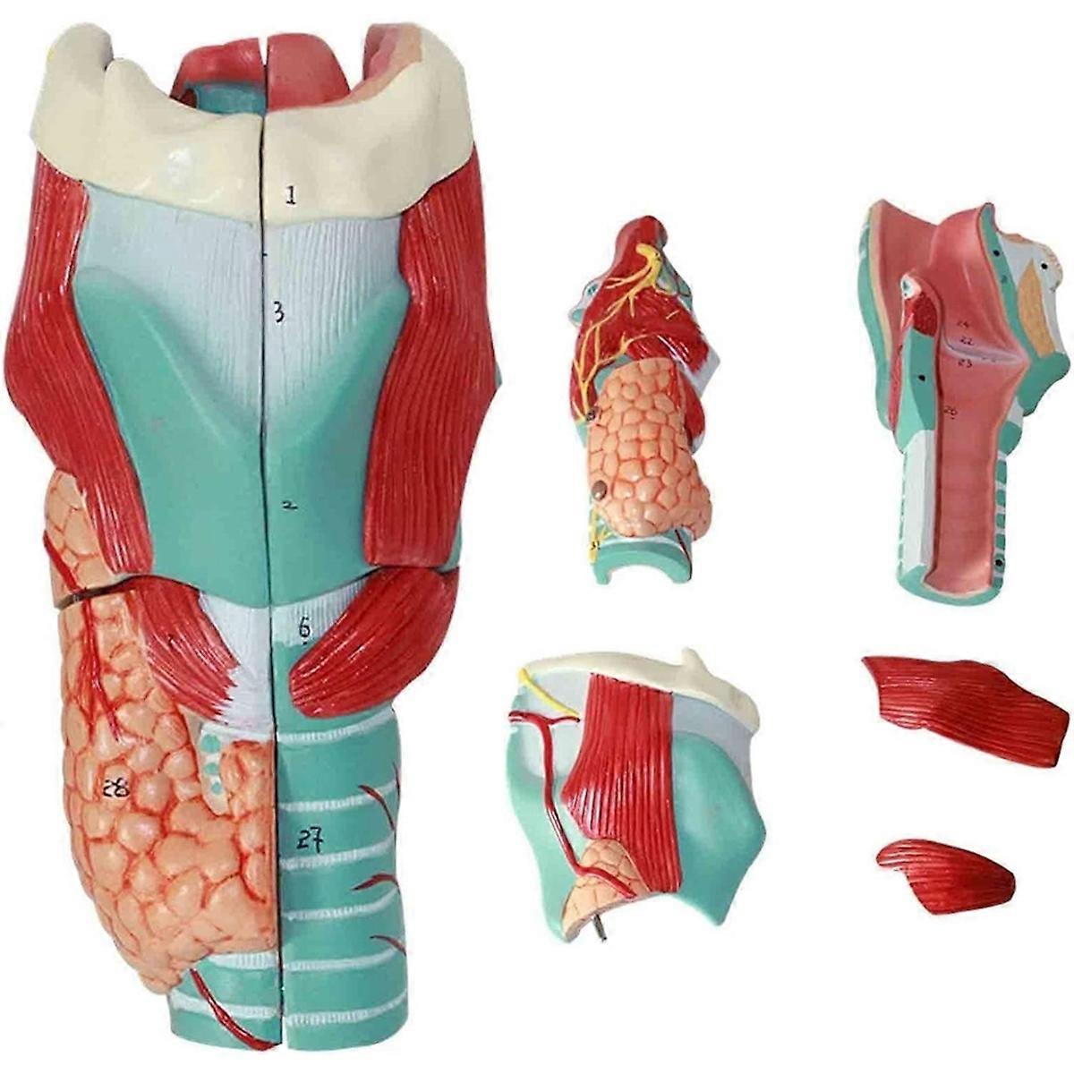 نموذج تشريح الحنجرة البشرية ، نموذج محاكاة المفصل الحنجري البشري الموسع التشريح الطبي للتدريس العلمي