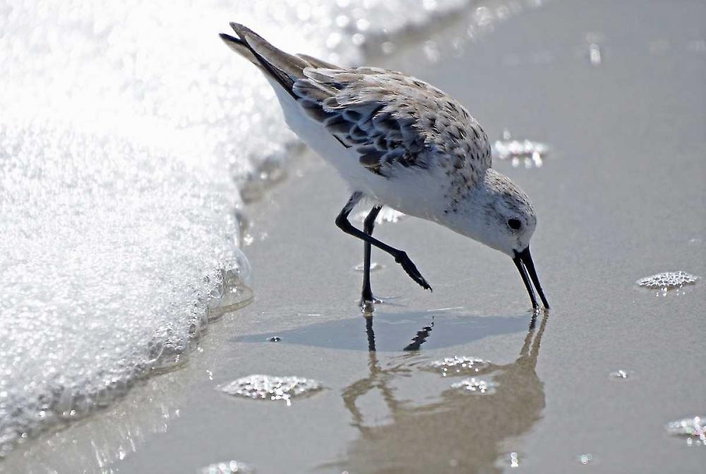 Sandpiper II Poster