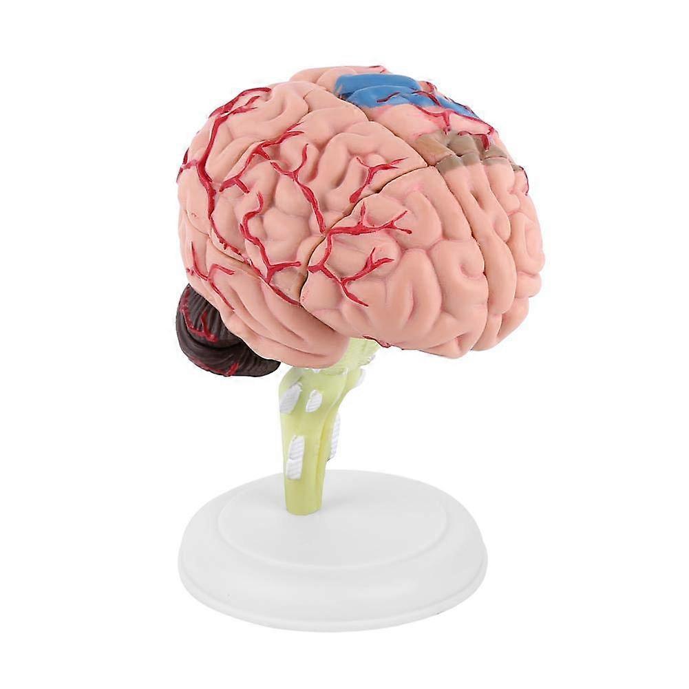 Detachable Human Brain Model with Display Stand, Realistic Anatomical 4D Design for Teaching