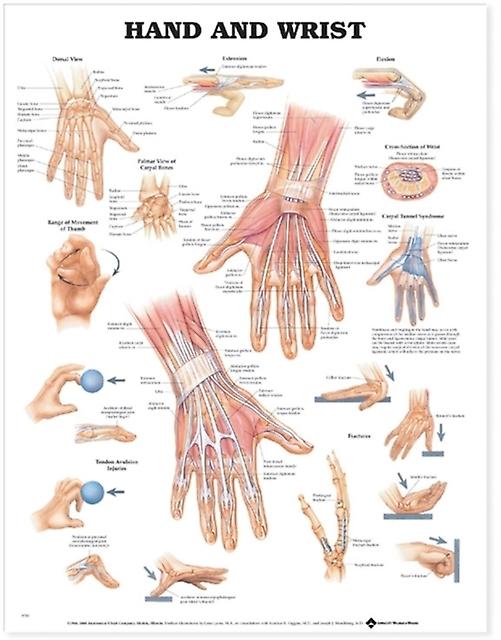 Hand And Wrist Anatomical Chart Paperback Book