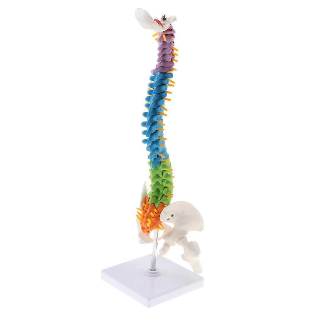 3x 17inch Scientific Flexible Spine Model for Anatomy Teaching Learning