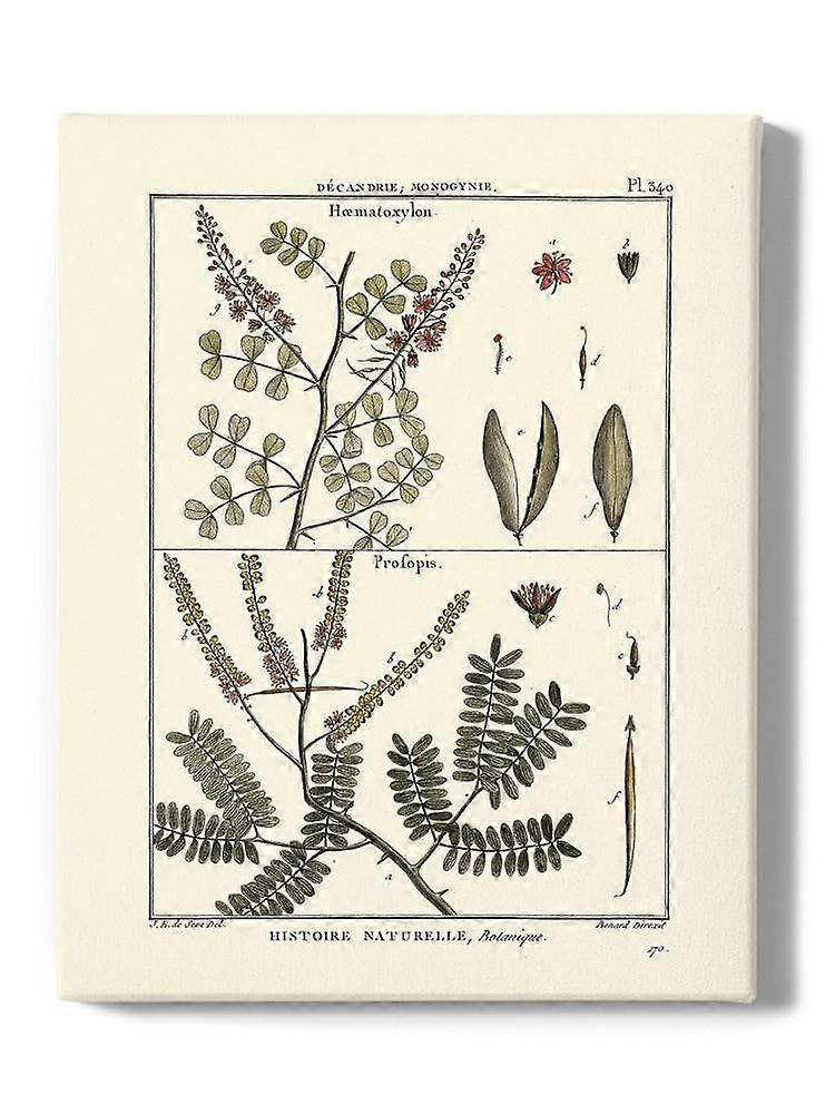 Fern Classification Ii Wrapped Canvas -Denis Diderot Designs,-ouyab1697
