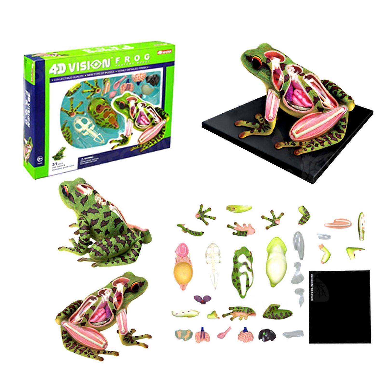 Realistic Frogs Body Part for Science Class School Biology Lessons Frogs Anatomy Model for Classroom 4D Dissection Model Multicolor