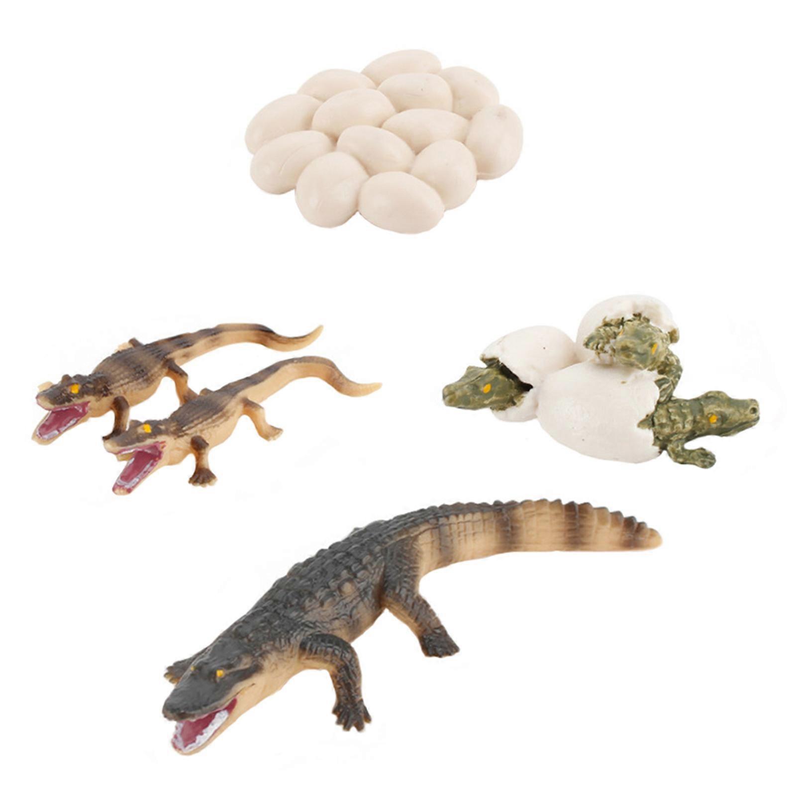 1 Set Simulation Crocodile Model Crocodile Eggs Toy Kid Educational Plaything