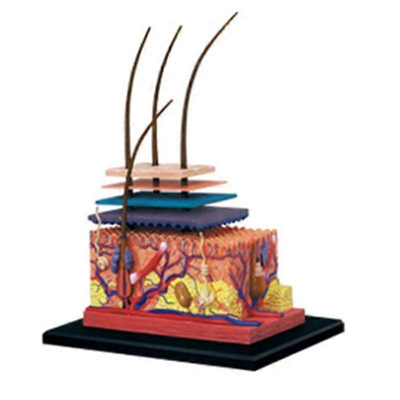 4D עור אדם דגם שיער איברים הרכבת פאזל דגם הוראת דגם גמד מדע אנטומי דגם