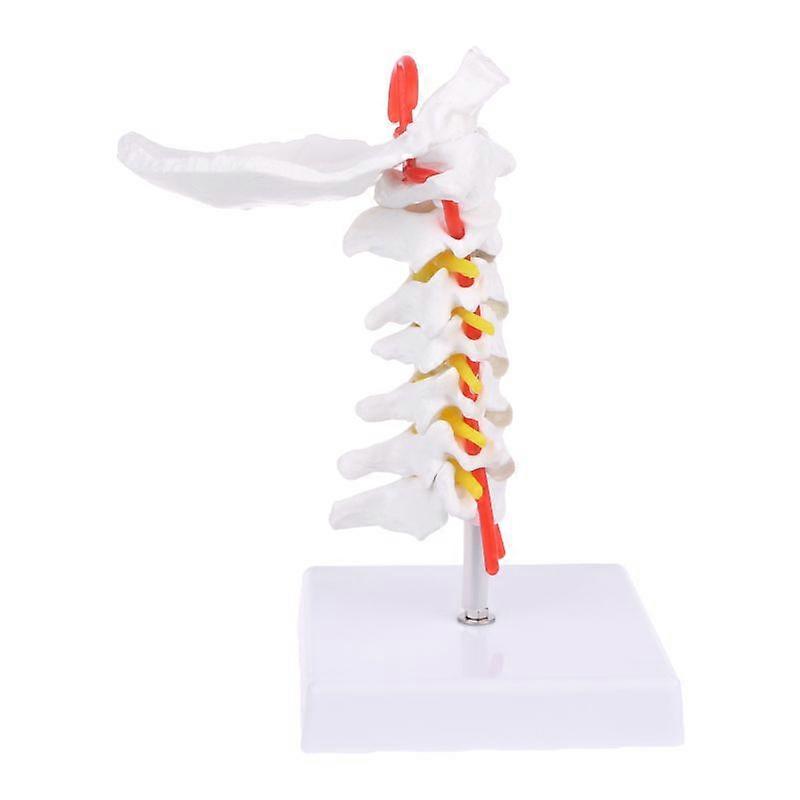 Halswirbel Arteria Wirbelsäule Spinalnerven Anatomisches Modell Lebensgröße