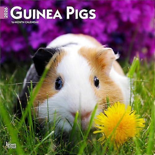Guinea Pigs 2026 Square Flap Calendar Calendar Book