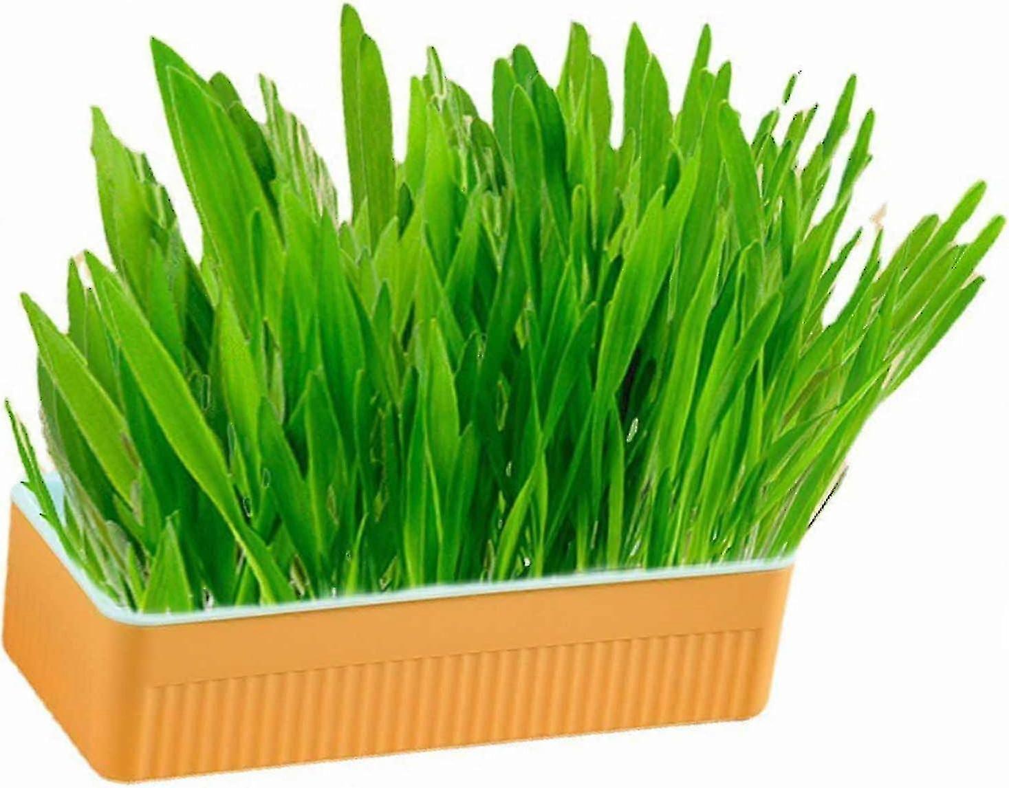 Hydroponic Cat Grass Kit with Catnip for Digestion and Oral Health, Soil Free Growing, Includes Plan