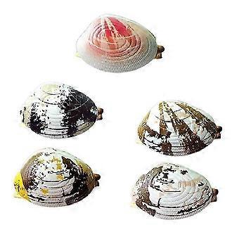 Simulation Clam Water Spray Toy Portable Beach Water Play Toy Water Spray QYSLV
