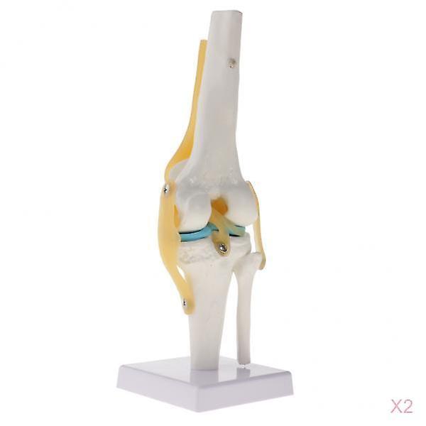 2 PCS 1:1 Lifesize Human Knee Joint Skeleton Model for  Teaching Aid