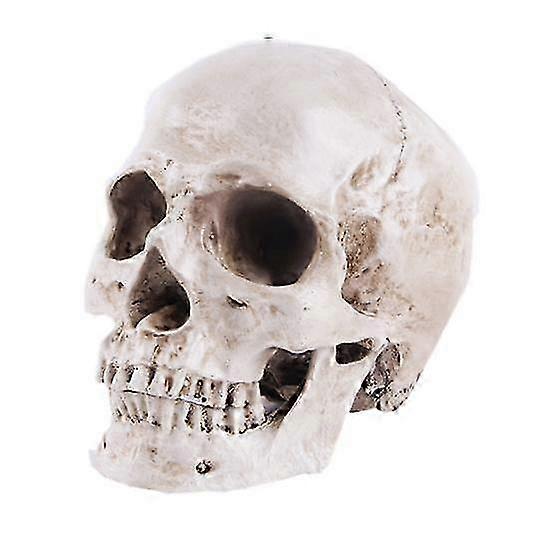 Skull Model Realistic Removable Educational Study Halloween Human Skull Model Jawbone Props Teaching