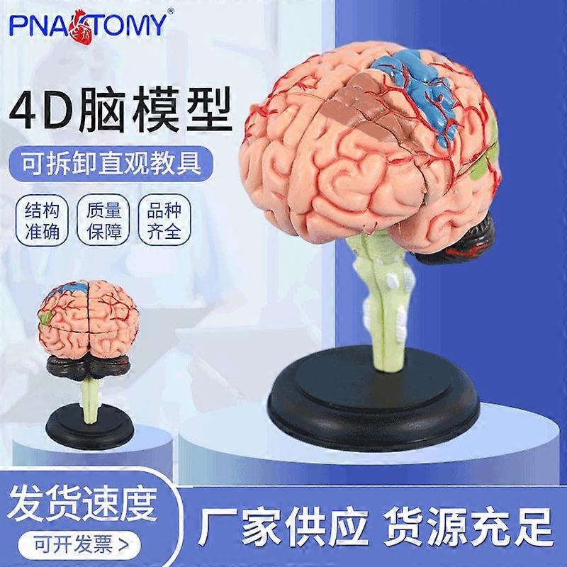 Medical 4D assembled brain model brain structure anatomy detachable model teaching educational toys