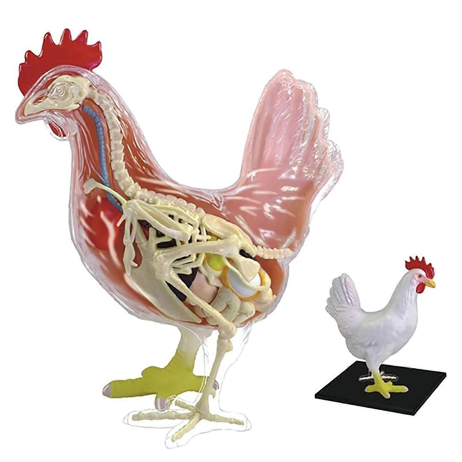 4D Chicken Anatomy Teaching Model Detachable 32 Parts Skeleton, Anatomical Chicken Model, Educational Animal Model