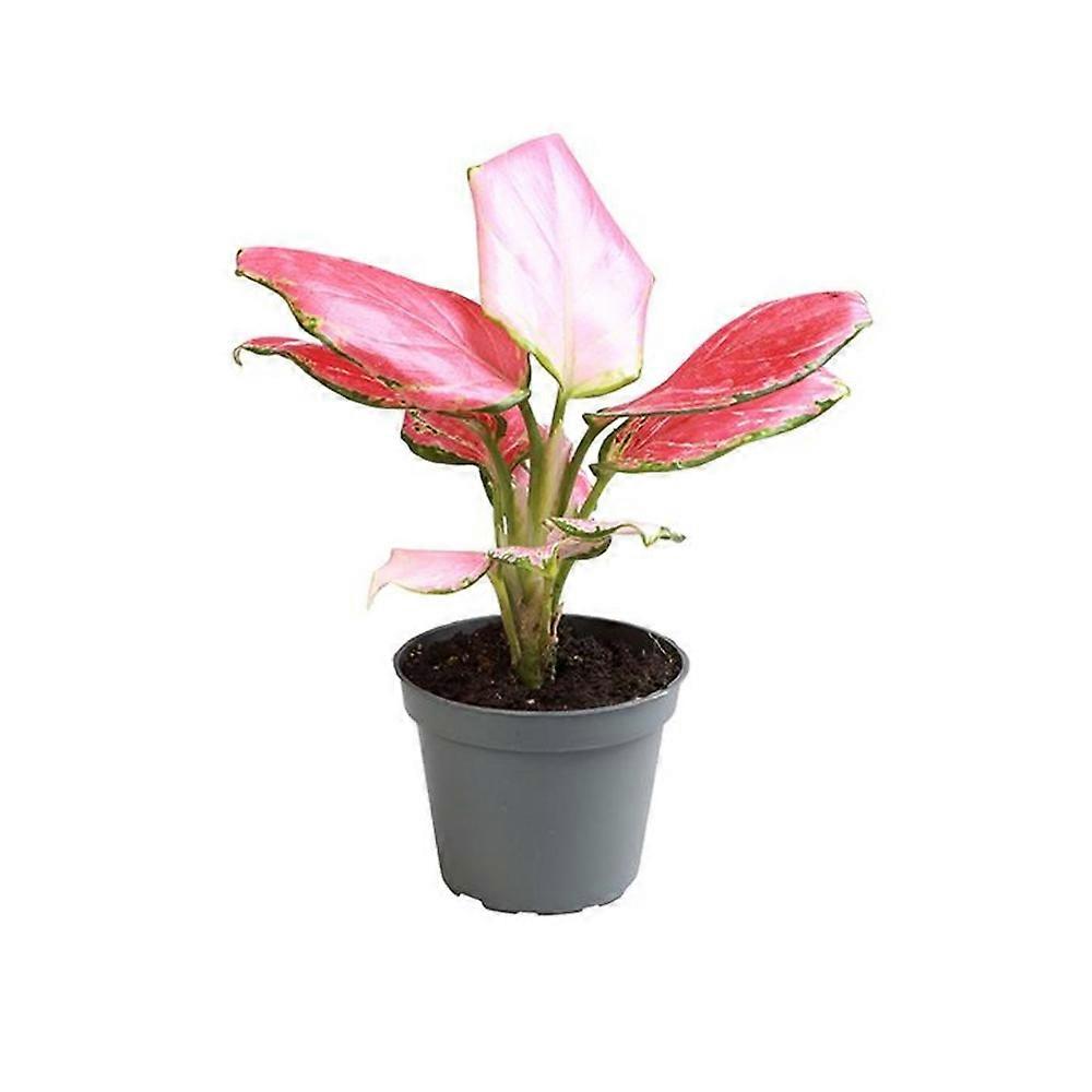 Aglaonema 'Red Dragon' D6