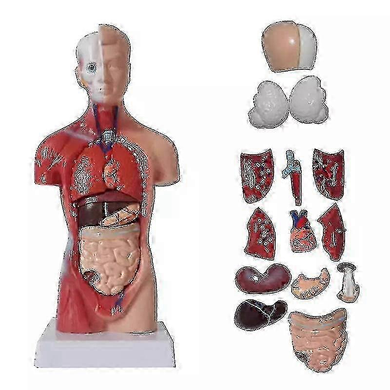 Unisex Human Torso Body Anatomy Anatomical Model Internal Organs Skeleton System Tw