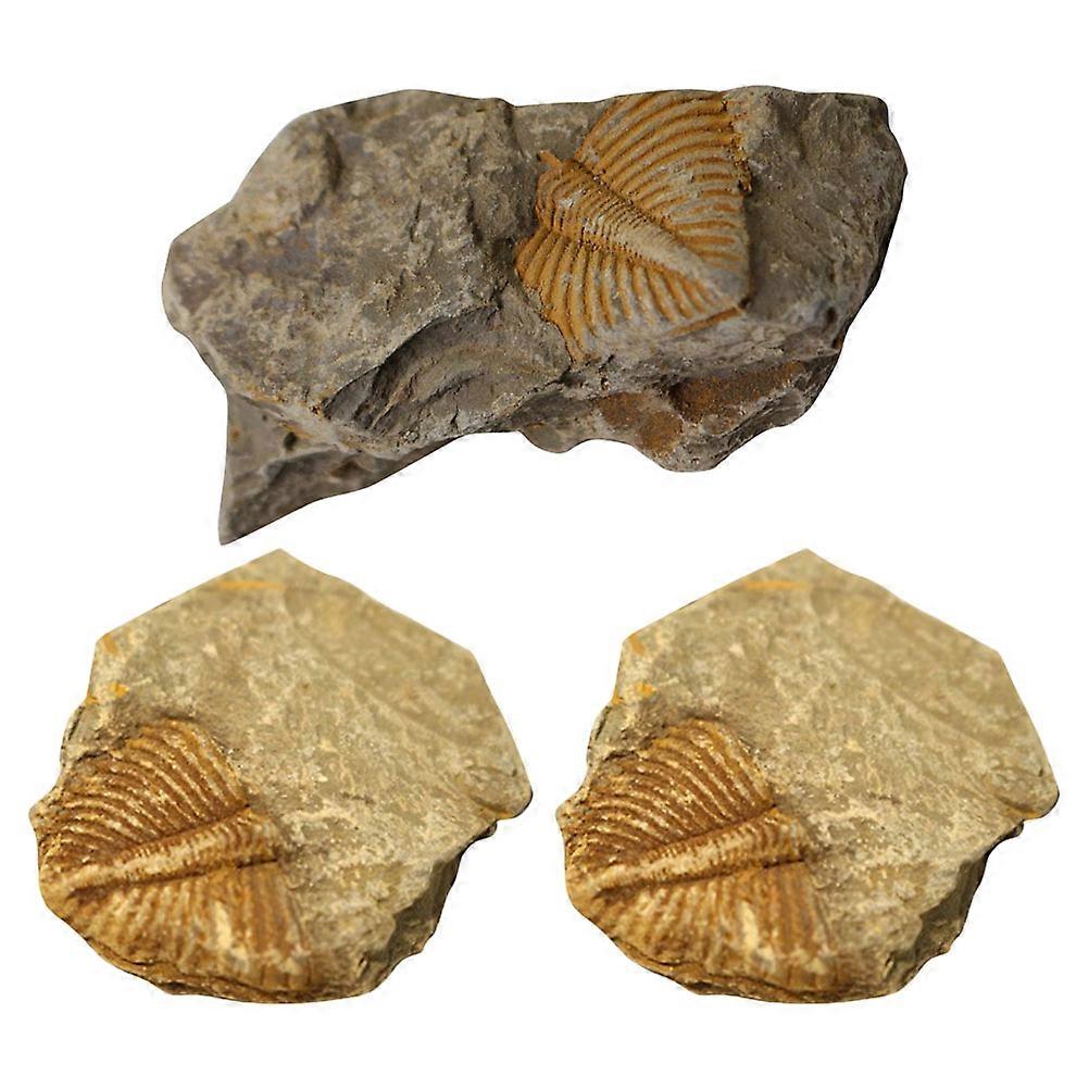 Real Trilobite Tail Kit for Decoration 9Pcs Rock Collection
