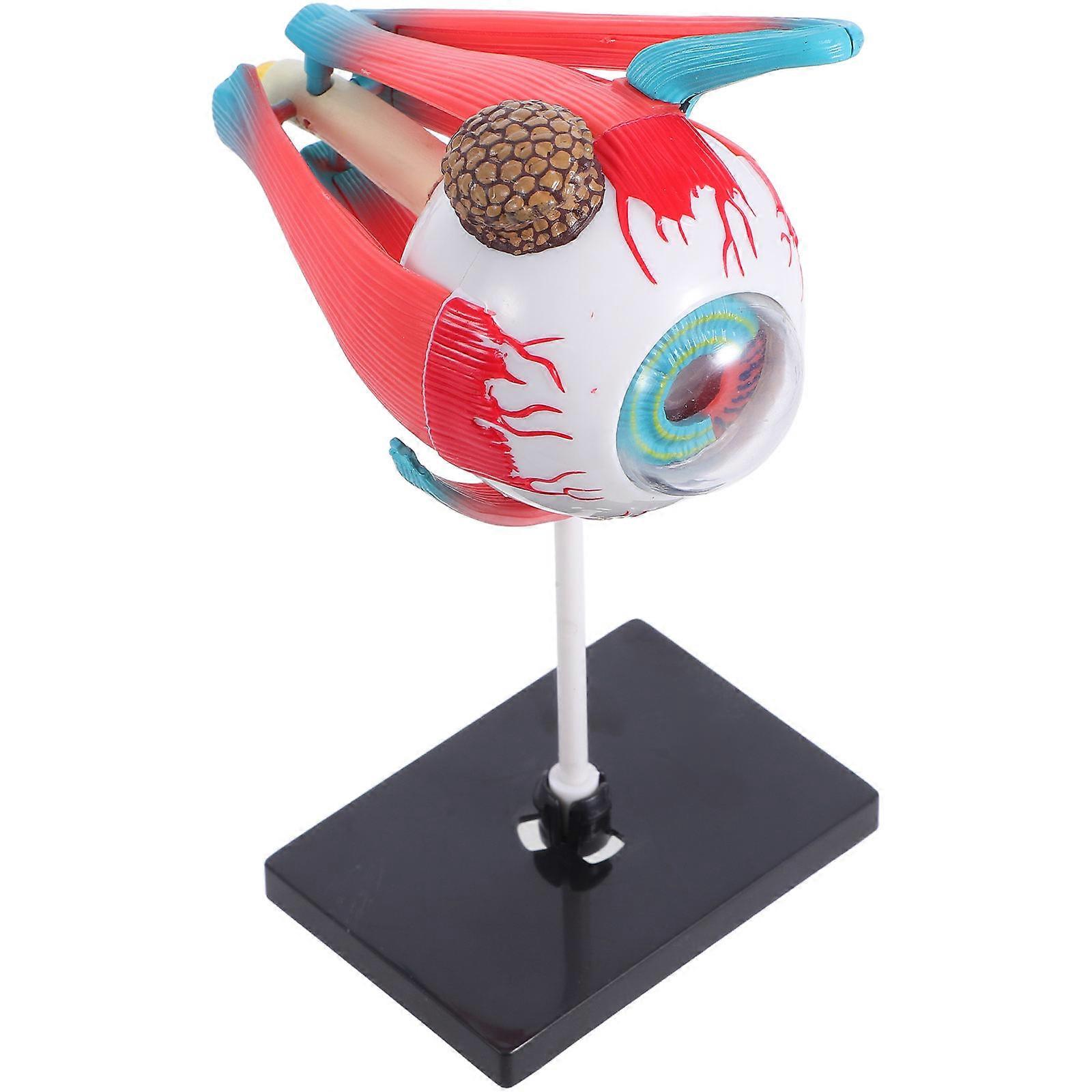 Kids Anatomy Toy Realistic Eye Model for Science Learning Educational