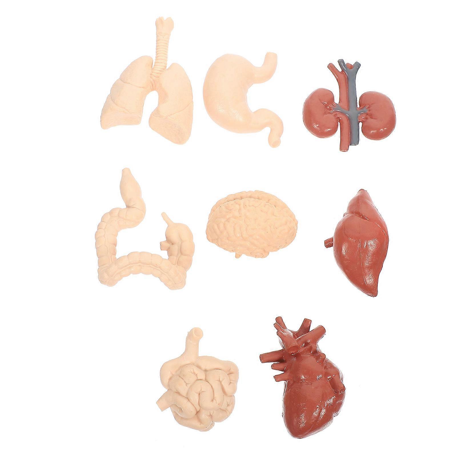 Organs Toy Human Internal Organs Model for School Teaching Aid 1Set