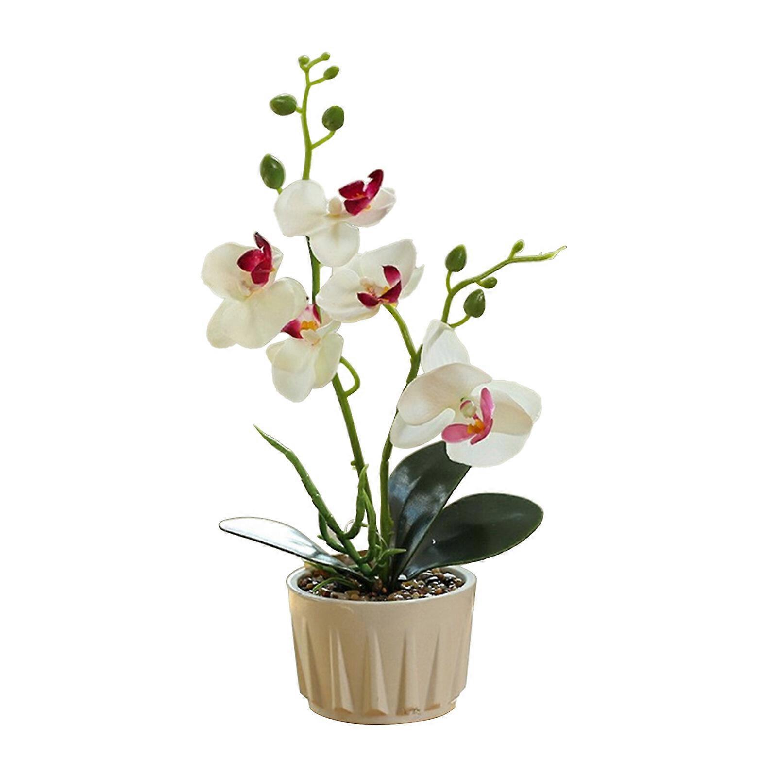 New Bonsai of two forked and five flowered phalaenopsis