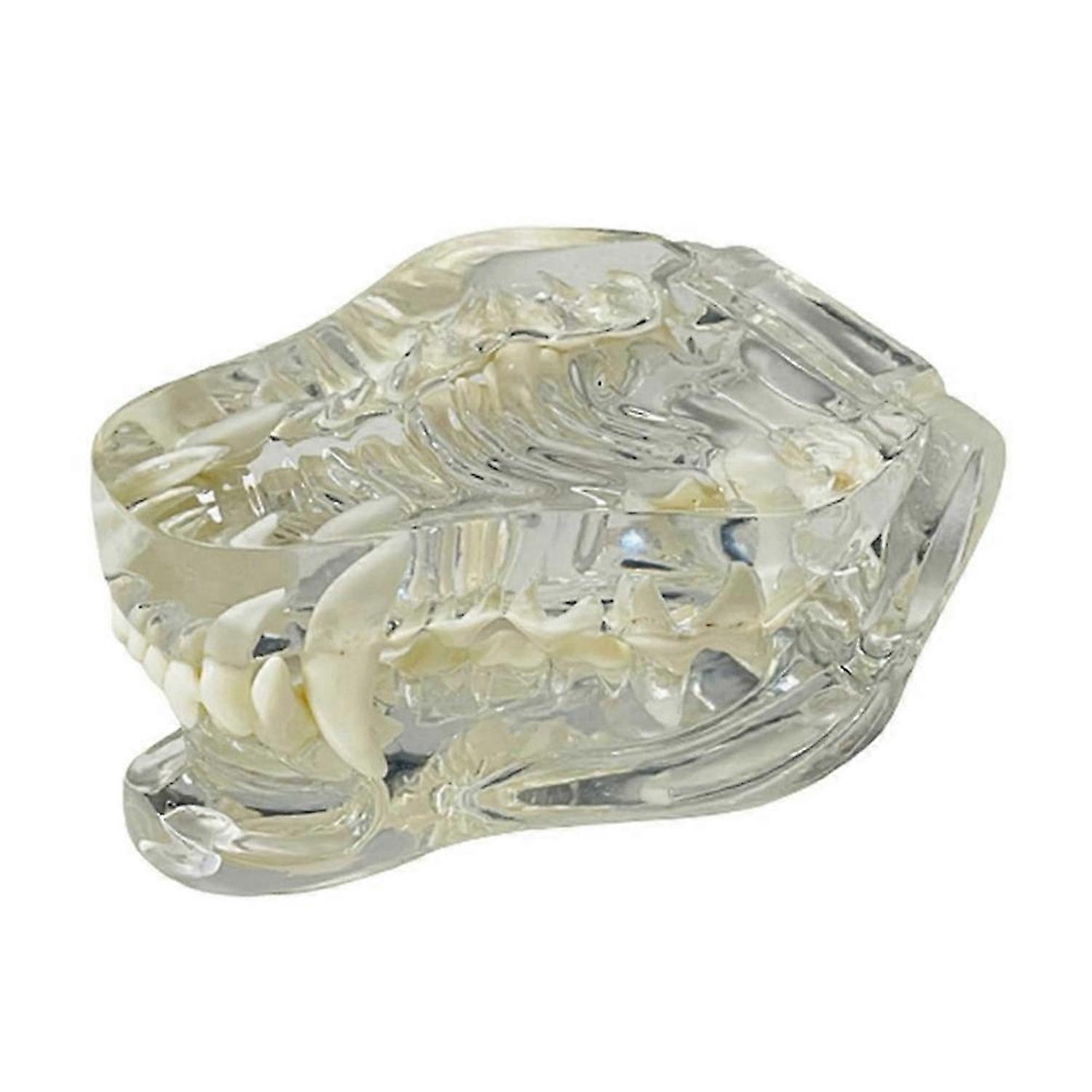 Transparent Teeth Anatomical Model (Dog)