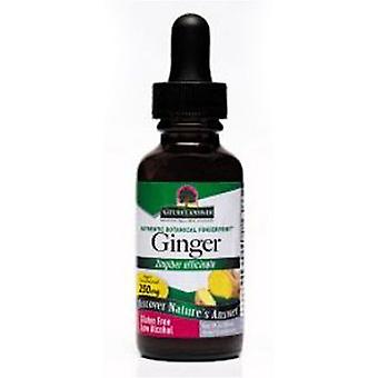 Nature's Answer Ginger Root Low Alcohol, 1040 Mg, 1 Oz (Pack of 1)