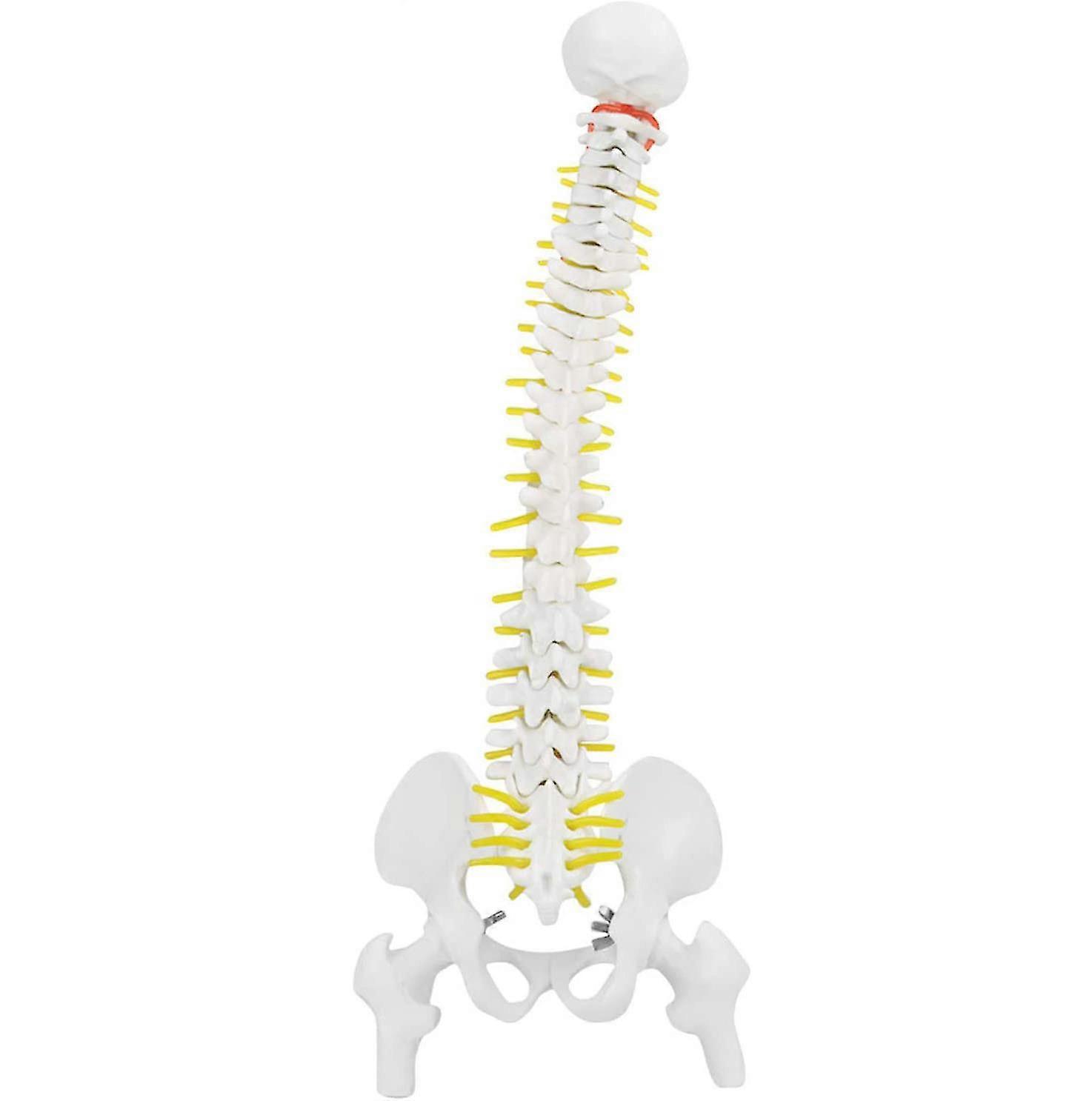 Biological Model 45cm Anatomical Flexible Human Spine Vertebral Lumbar Curve Model Anatomy Spine Medical Teaching Aid
