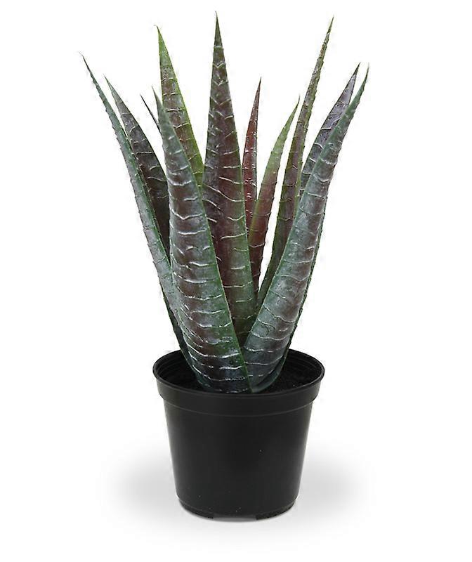 Aloe bouquet (30 cm)