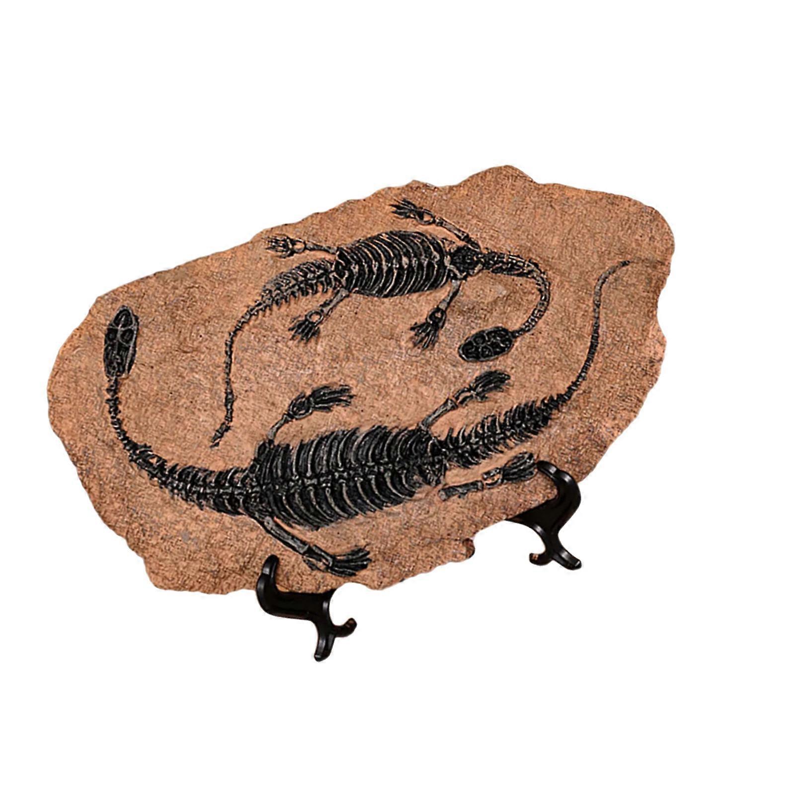 Dinosaur Fossils Resins Dinosaur Skeleton Model Skull Statue Bone Figurines Replicas for Desktop Book Shelf Display Multicolor