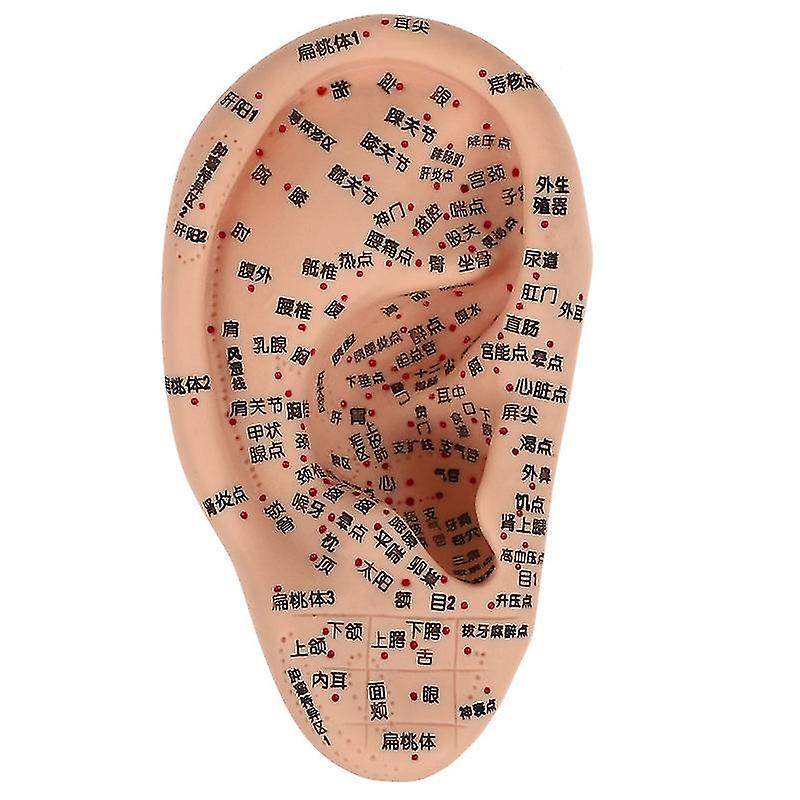 1pcs Ear Massage Model