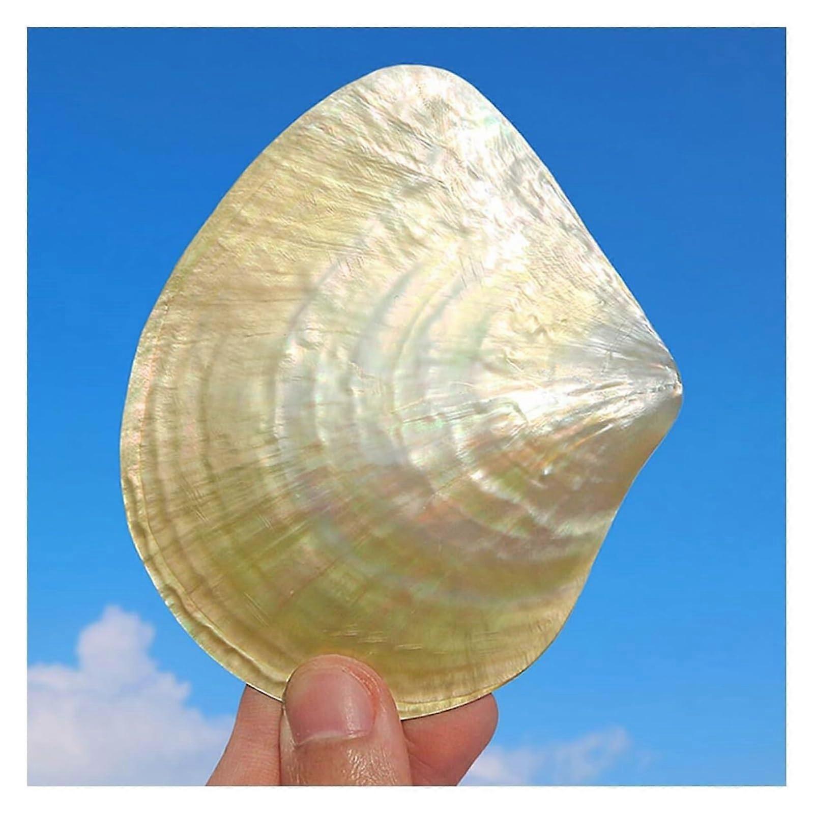 Shell Shells Scallops Natural Real Shell Home Aquarium Decoration 9cm Marine Ornaments for Parties and Home Decor