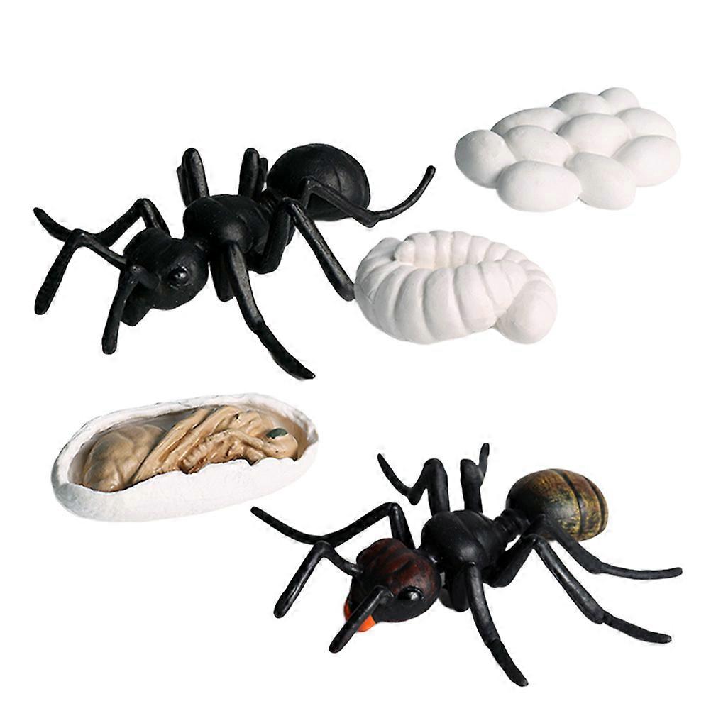 Simulation Ant Growth Model Set 5Pcs Artificial Ant Toys for Decoration