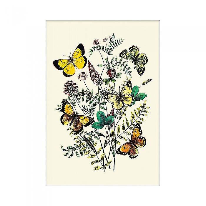 W. F. Kirby Butterflies Print
