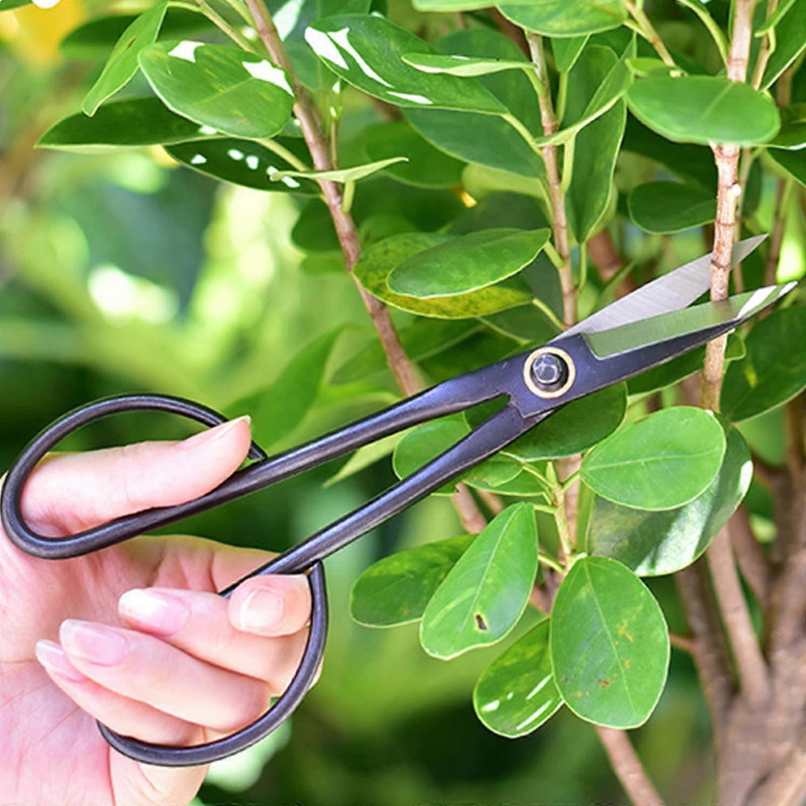 21cm Anfnger Bonsai Werkzeug Langer Griff Schere Gartenpflanze Zweig  Shears Garten Beschneidungswerkzeuge Bonsai Schere Drop Shipping | Fruugo DE