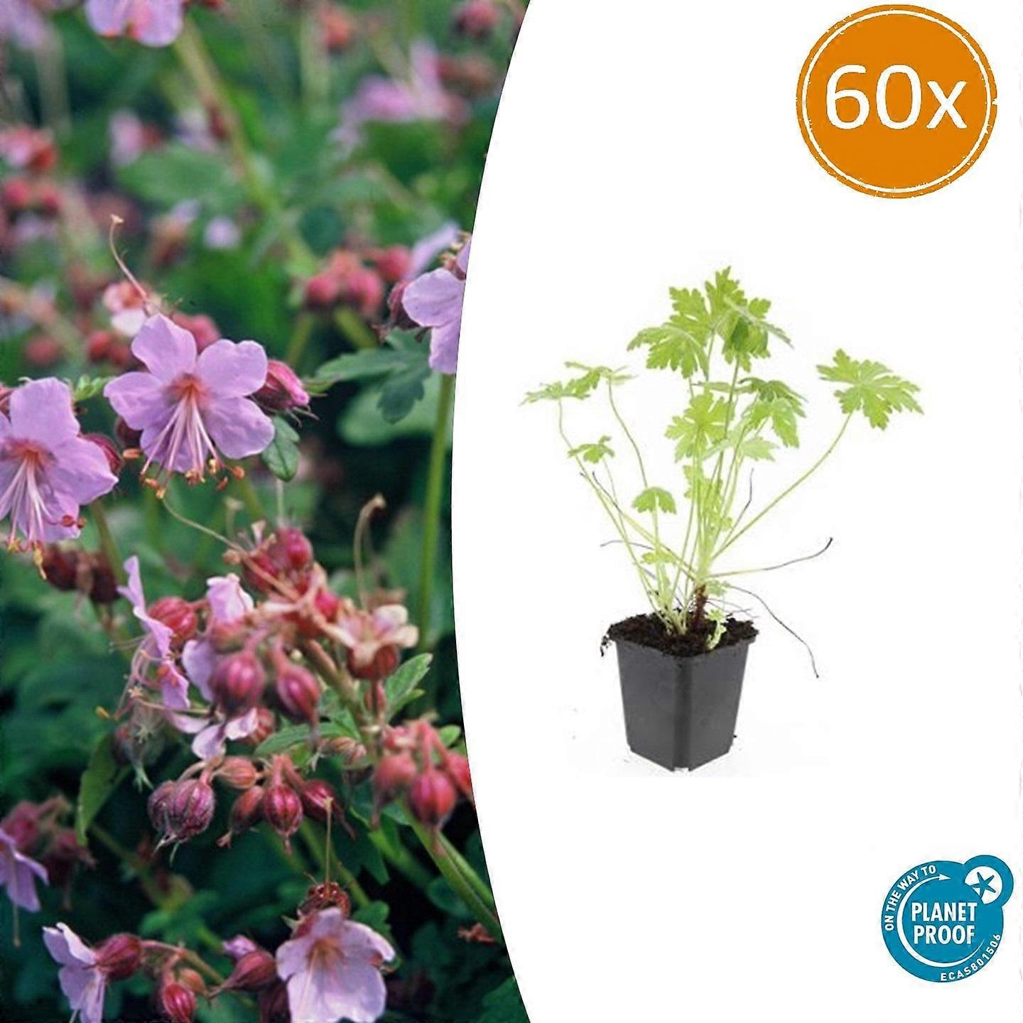 Geranium macrorrhizum 60 stycken - 10-25cm - Ø9cm