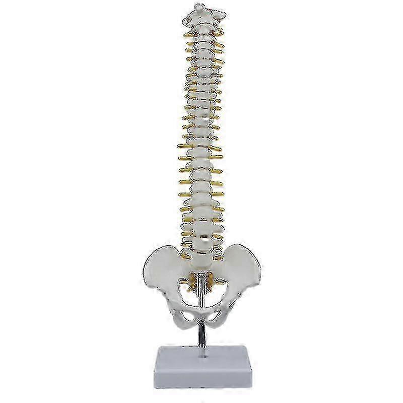 f 45cm Spine With Pelvic Anatol Anato Spine Spinal Column +d F