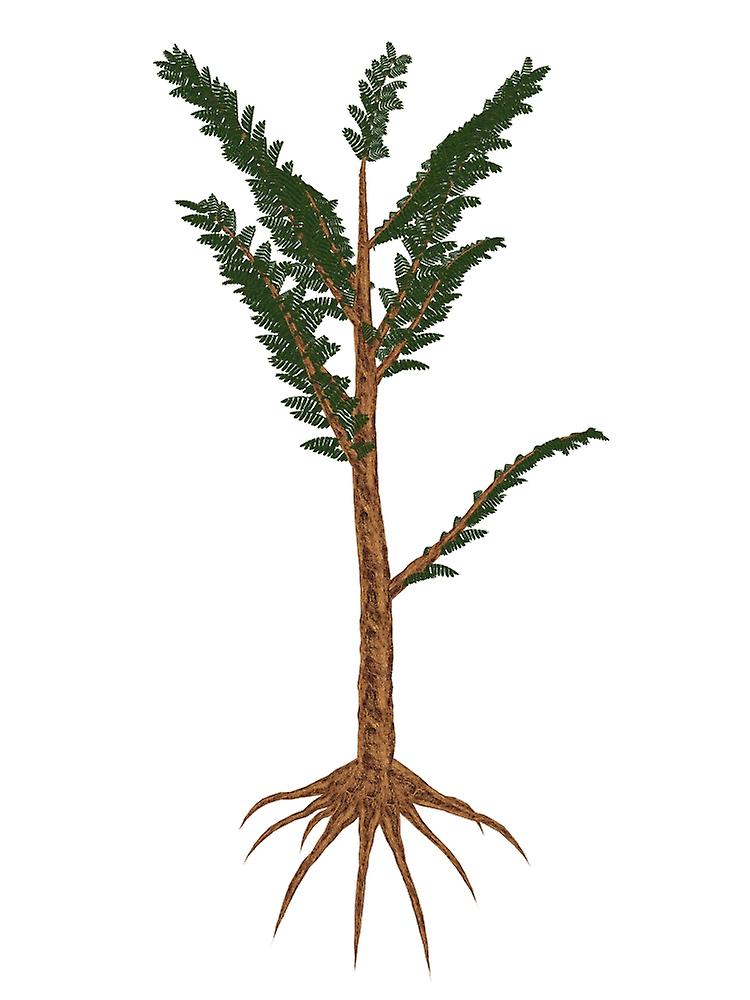 Pachypteris prehistoric plant. Poster