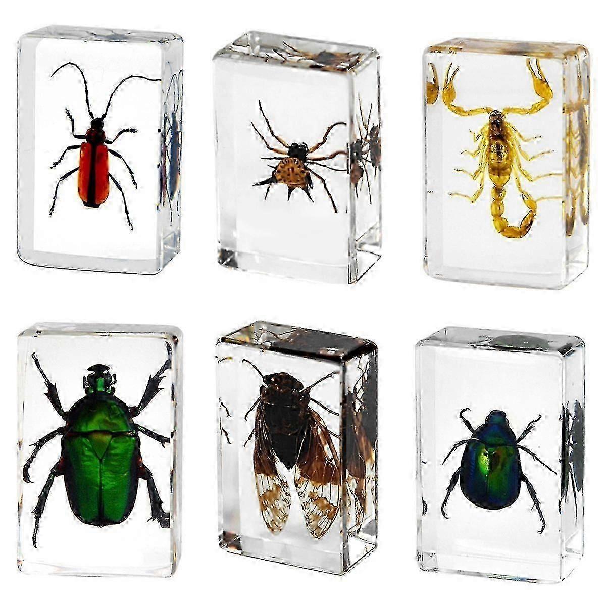 6 Pcs Insect In Resin Specimen Bugs Collection Paperweights -resin Bug Collection Kit For Kidsa