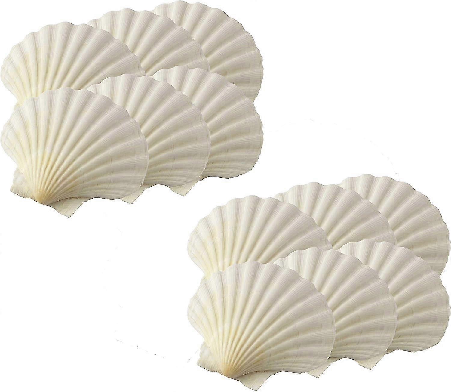 2025 New Maine Man Baking Shells, 3.25 Polegadas, Conjunto de 12, Concha Natural do Mar