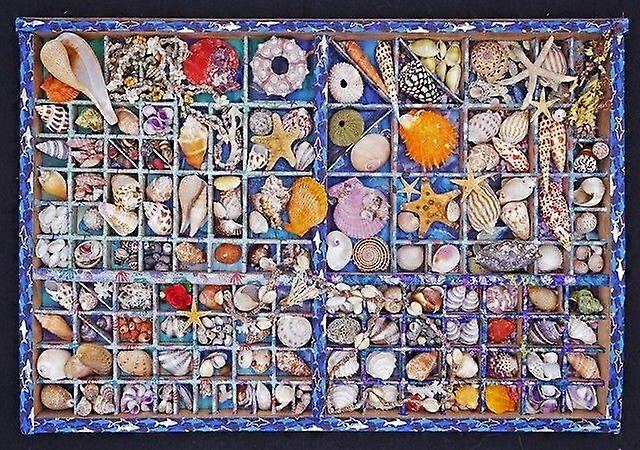 Collection Shells in the Box Puzzle TU716