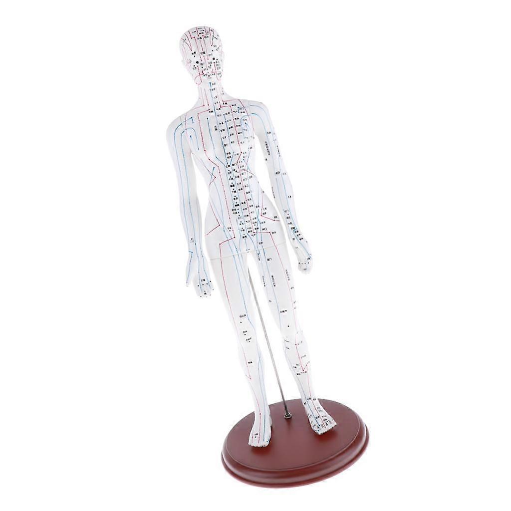 Human Acupuncture Model, Male, Height 20"