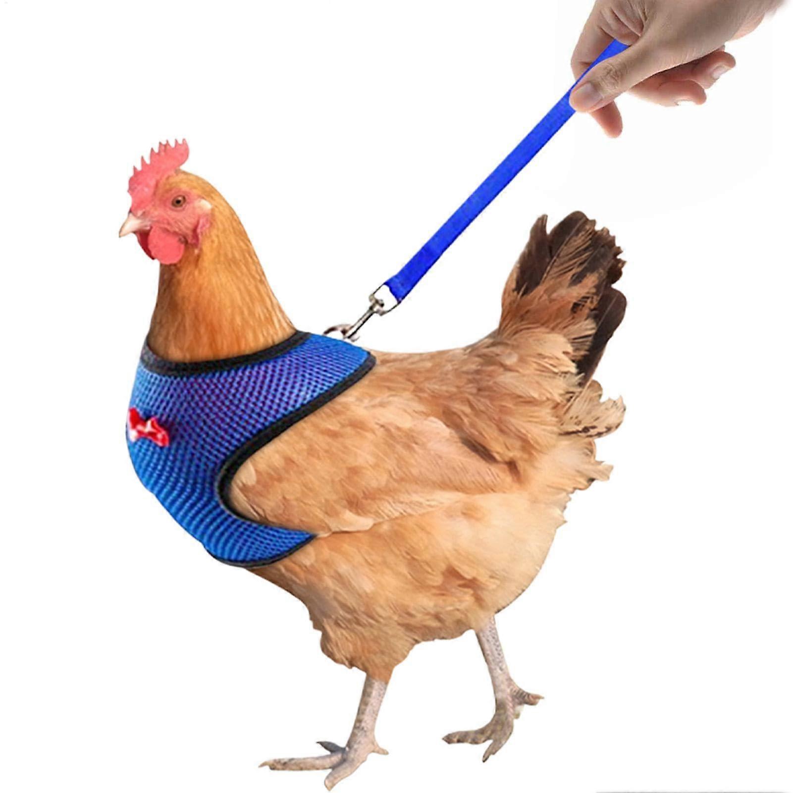 Comfortable Hen Vest for Training and Walking, Blue, Size L