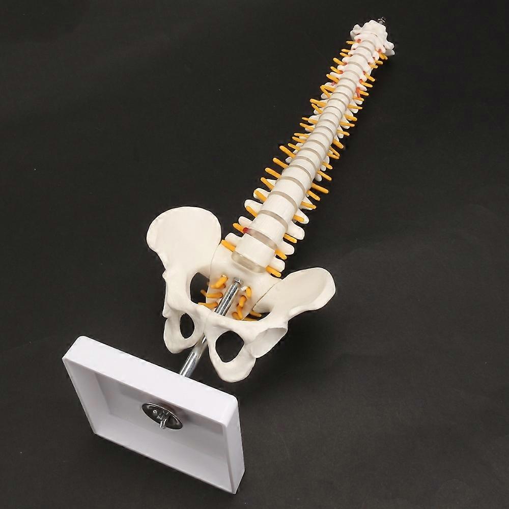 Human Spine with Pelvic Model Human Anatomical Anatomy Spine Model Spinal Column Model, Size: 45cm Human Spine Model