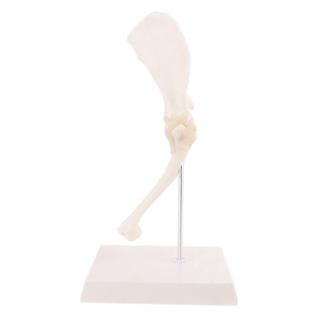 Dog Canine Shoulder Joint Model Veterinary Teaching Research Skeleton Animal Display Halloween Gift