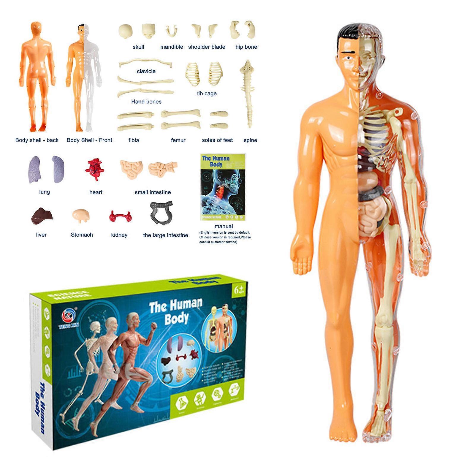 Anatomy Model For Kids Human Torso Science Learning Removable Human Body Mod UK