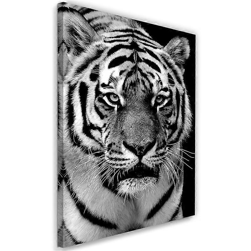 Lienzo, Tigre blanco y negro - 80x120
