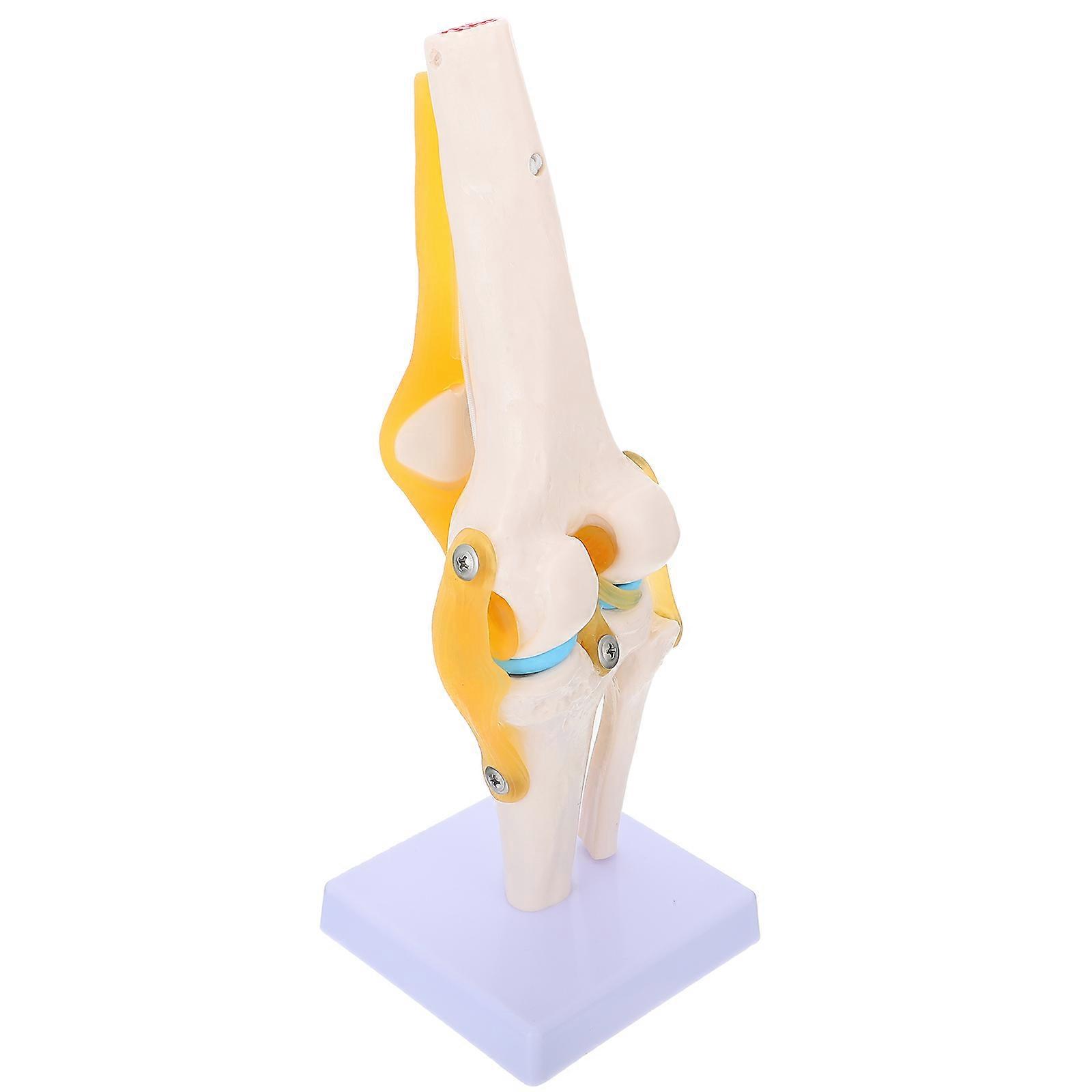 Human Knee Joint Anatomy Model for Home Study 1:1 White PVC